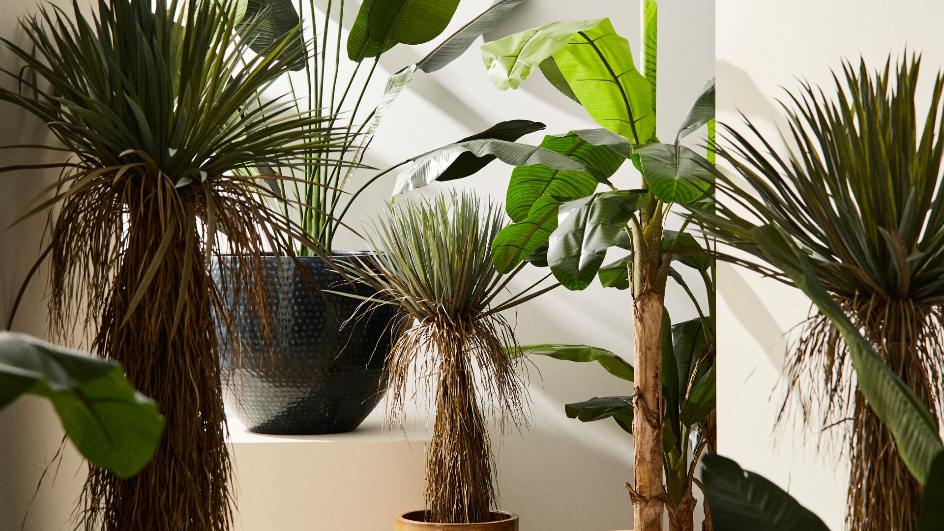 Fleurs et plantes d’intérieur