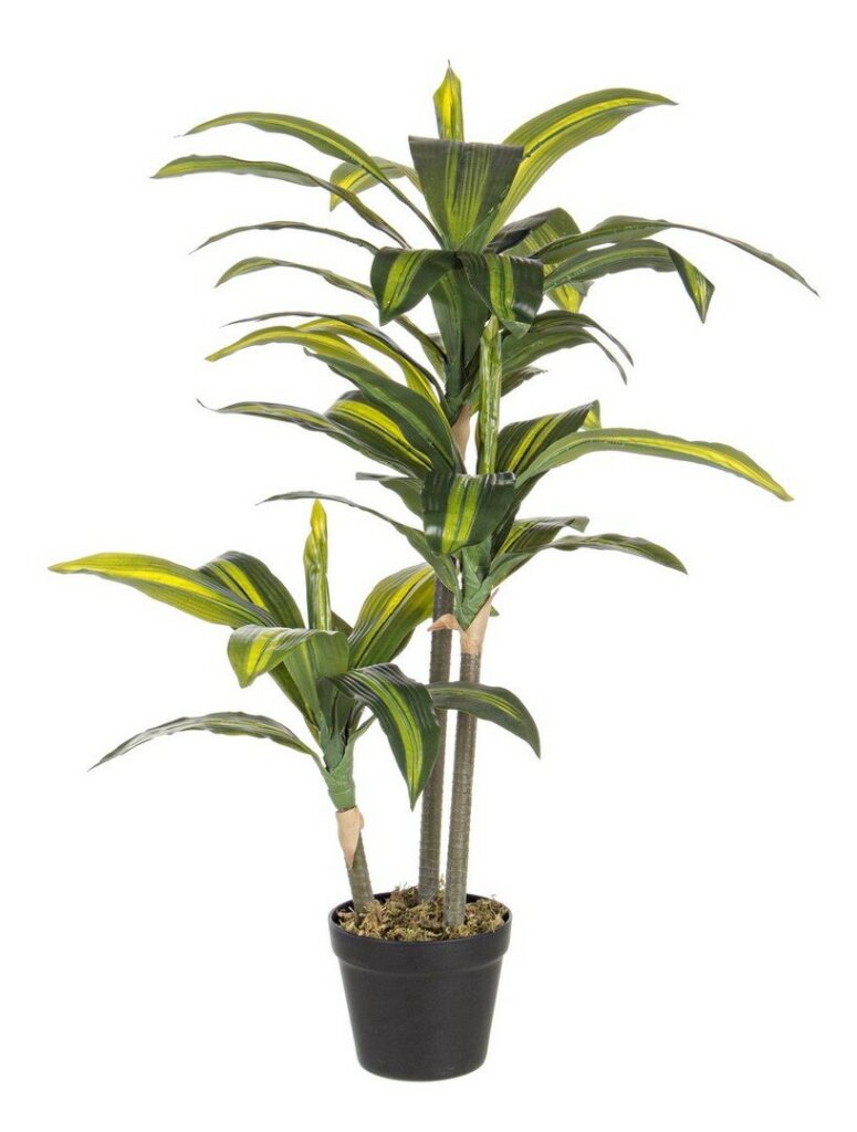 PIANTA DRACAENA C-VASO 43FOGLIE H88CM