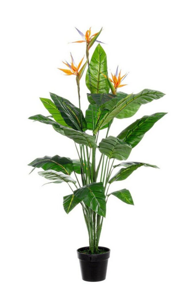 PIANTA STRELITZIA C-V 25FOGLIE X3F H150