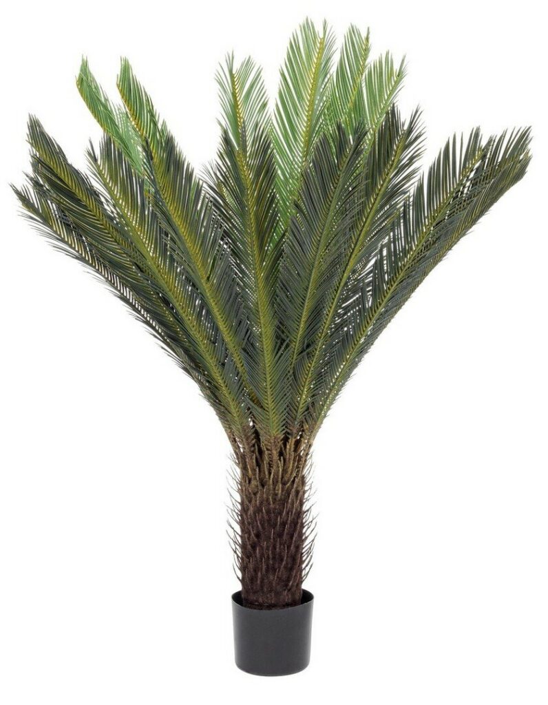 PLANTA PALMA CYCAS C-MAC 28HOJ H120