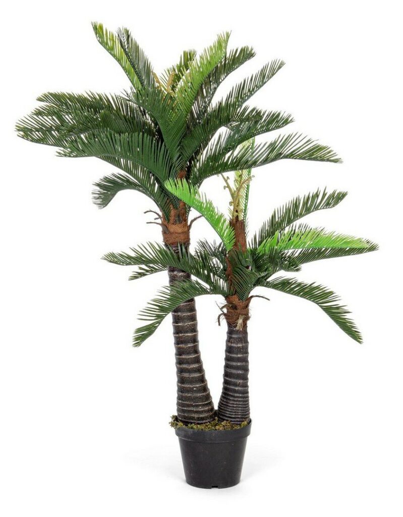 PLANTA PALMA C-MAC 36HOJ 2TR H150