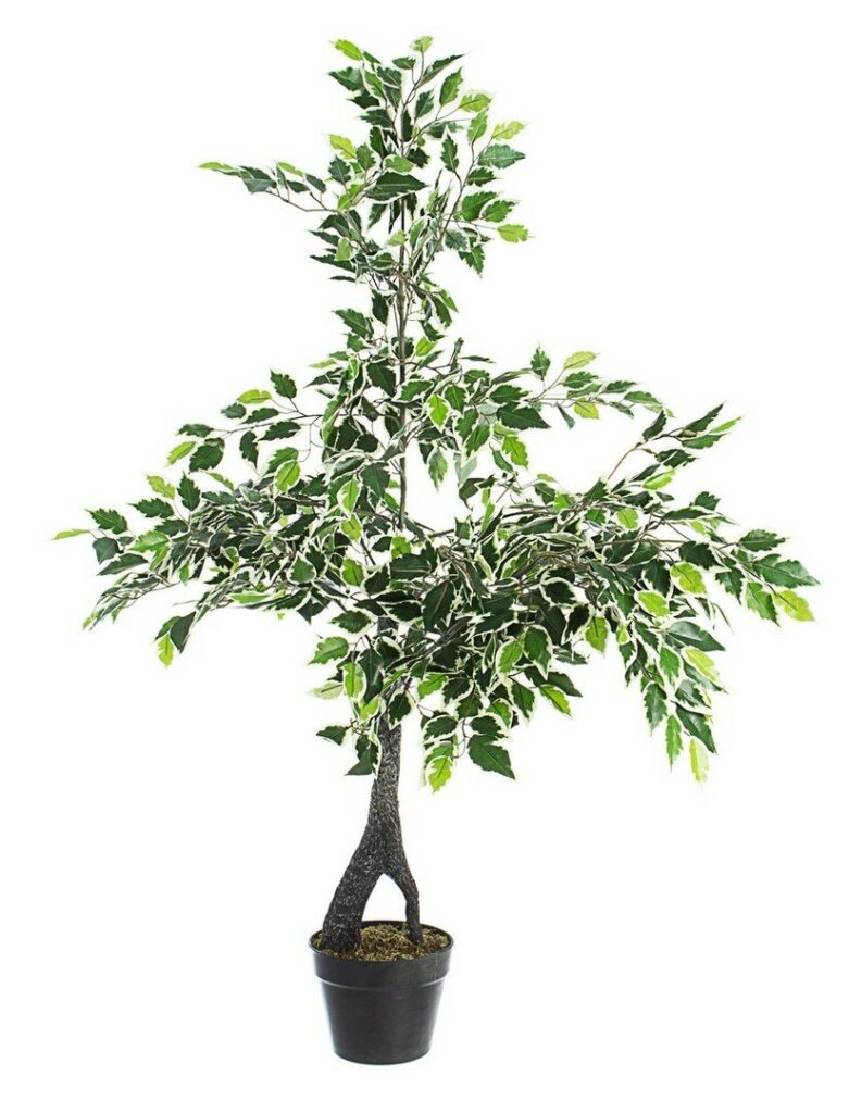 PLANTA FICUS VARIEGADO C-MAC X760H H120