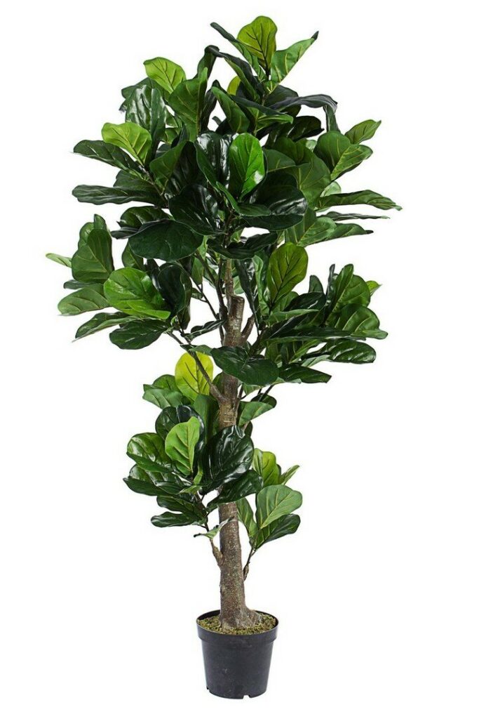 PLANTA FICUS LYRATA C-MAC 153HOJ H190