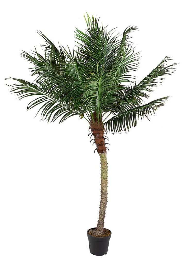 PLANTA PALMA C-MACETERO 18HOJAS H210