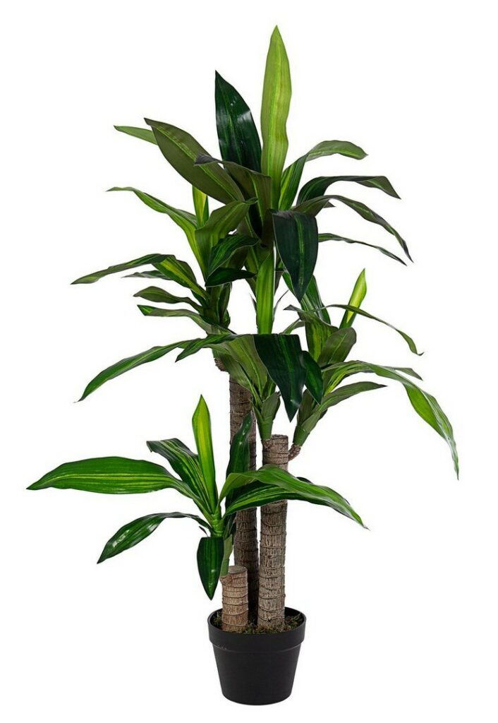 PLANTA DRACENA C-MACETERO 65HOJAS H110