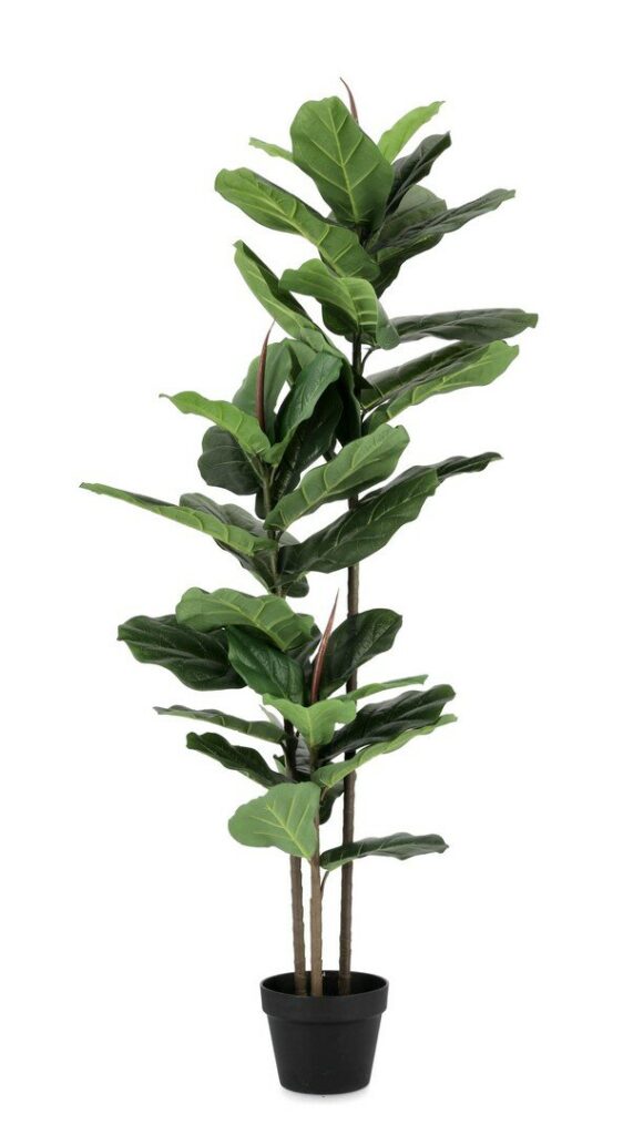 PLANTA FICUS LYRATA C-MAC 39HOJAS H145
