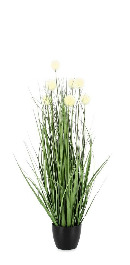 PIANTA ERIOPHORUM BIANCO C-VASO X7F H68