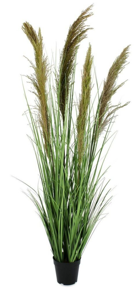 PIANTA CARINE PAMPAS VERD MARR C-VA H145