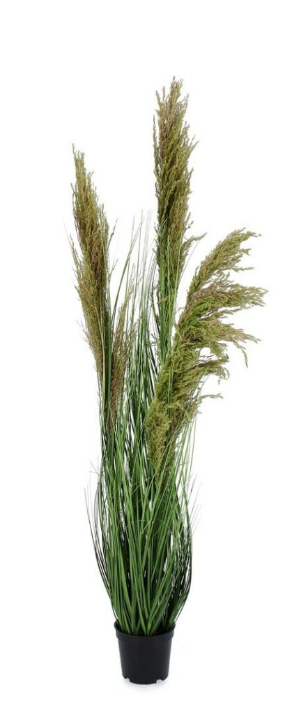 PIANTA CARINE PAMPAS VERD MAR C-VA H96,5