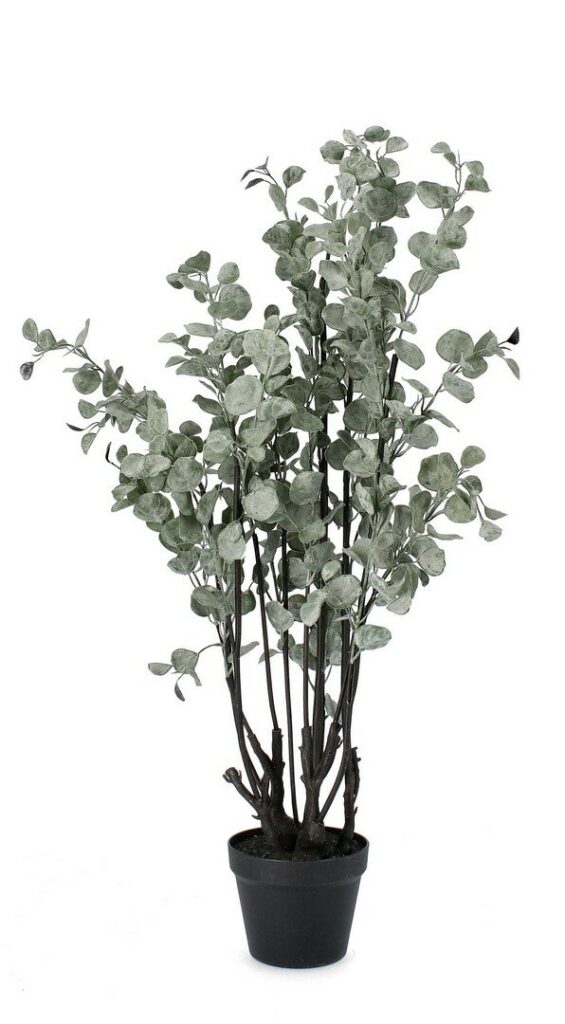 PLANTA EUCALIPTO C-MACETERO H110