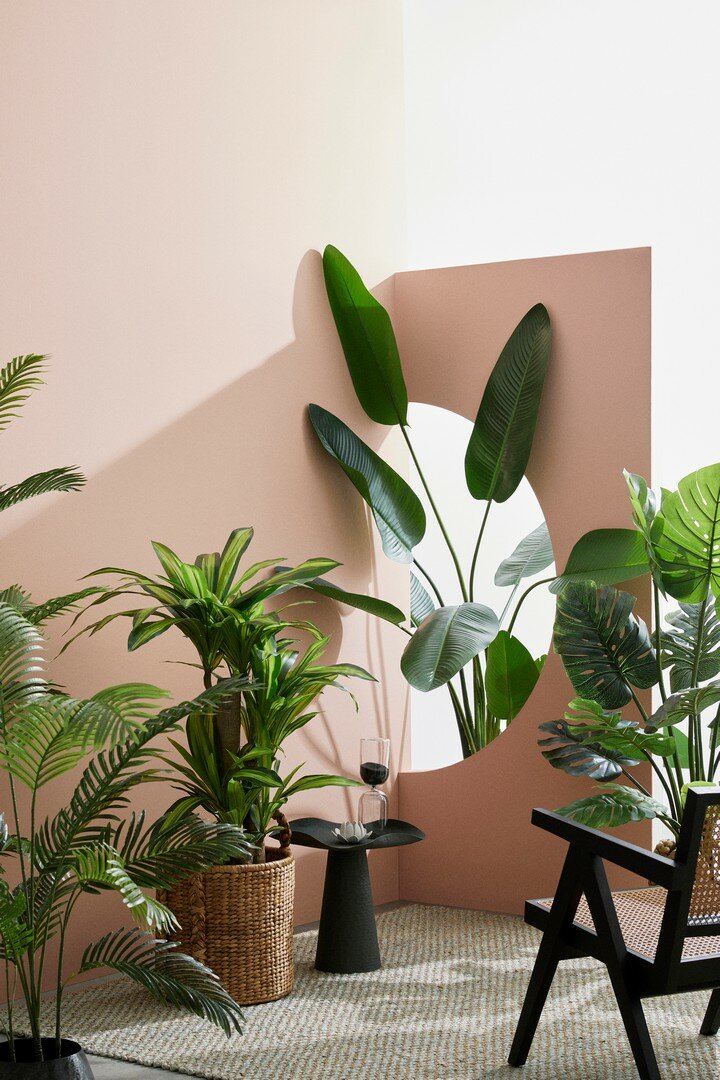 PLANTA STRELITZIA C-MAC 10HOJAS H150