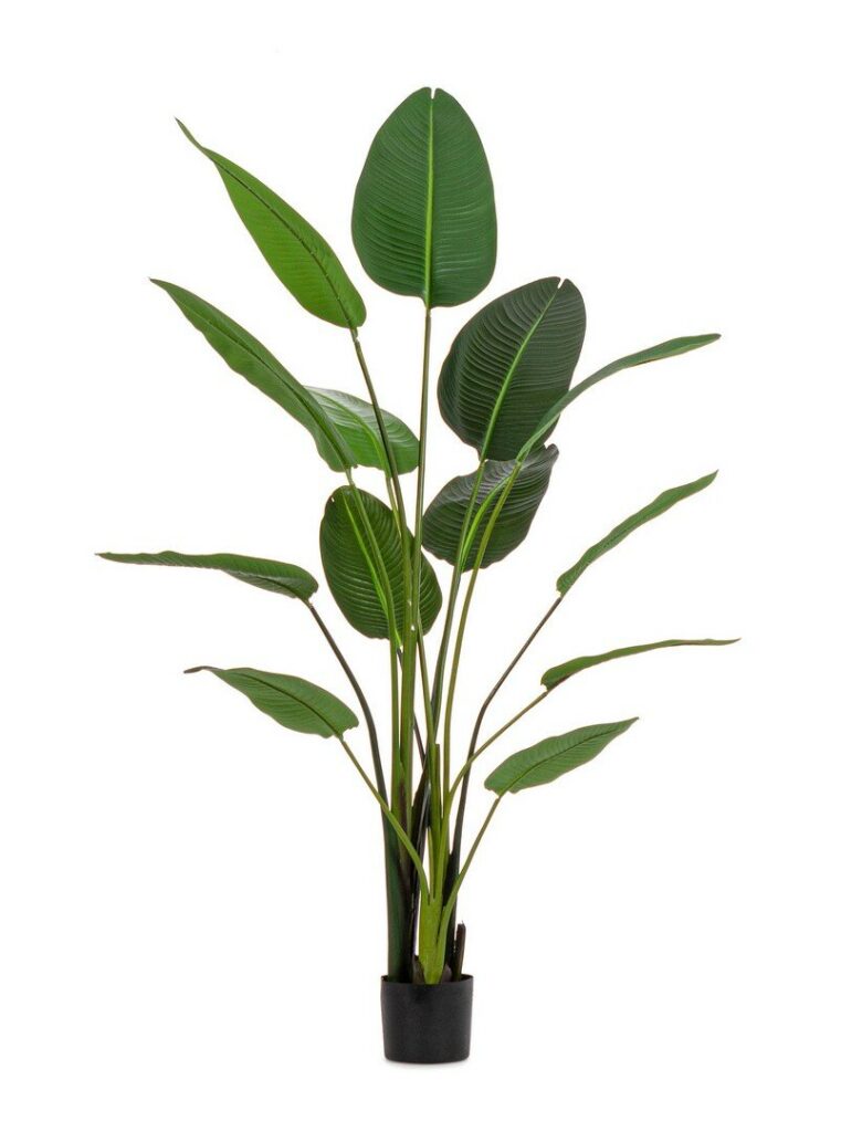 PLANTA STRELITZIA C-MAC 13HOJAS H185