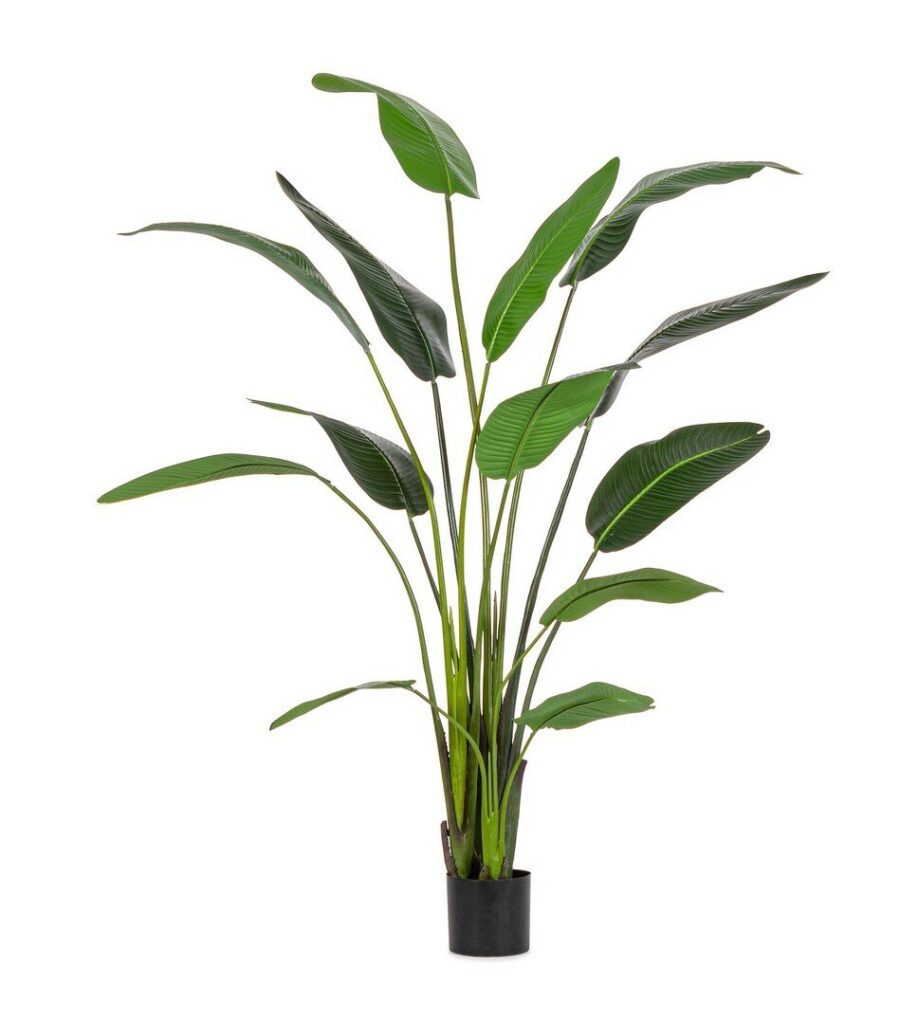 PLANTA STRELITZIA C-MAC 13HOJAS H235