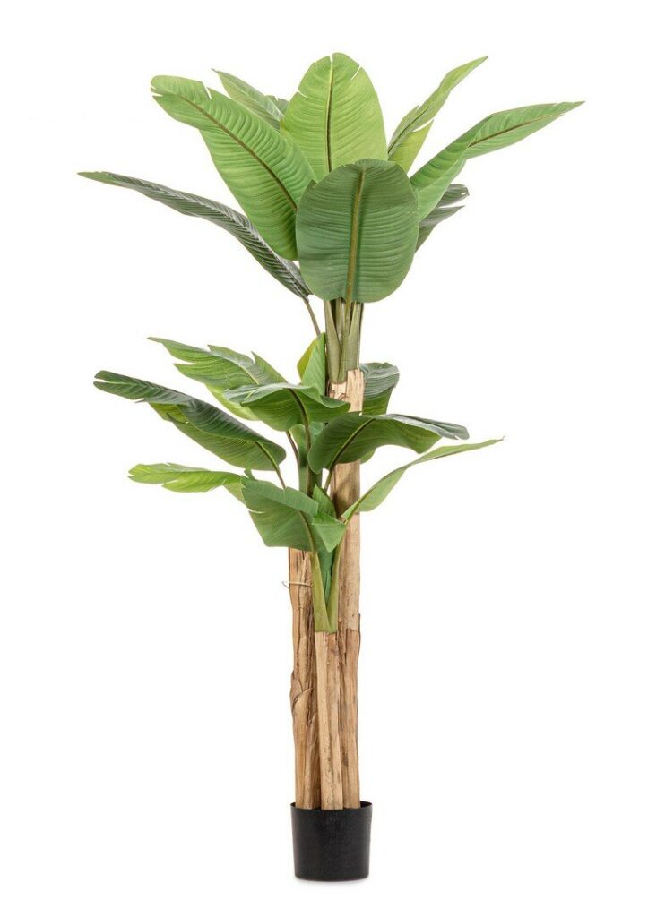 PLANTA DE PLÁTANO C-MAC 20HOJAS H200