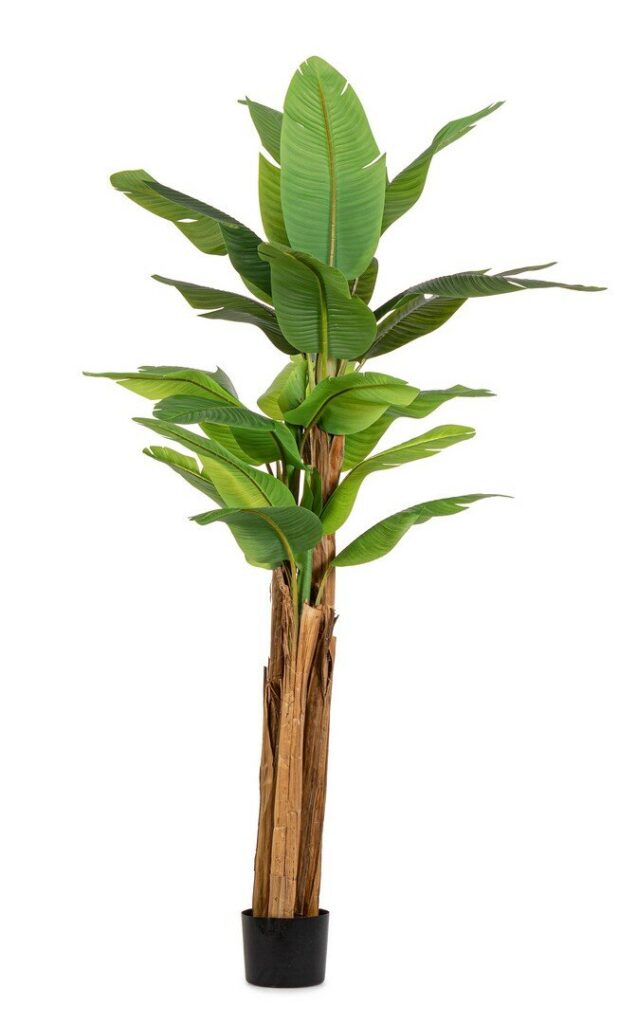 PLANTA DE PLÁTANO C-MAC 22HOJAS H240