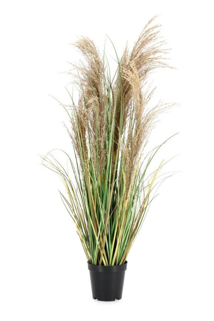 PLANTA AUSTORDERIA PAMPAS C-MAC H90