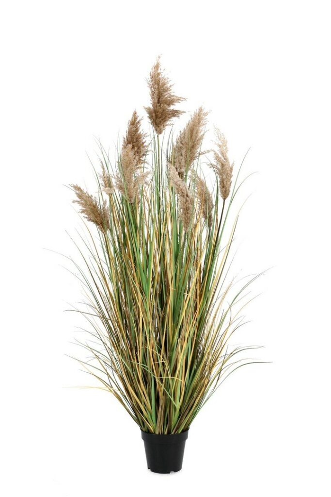 PLANTA GYNERIUM PAMPAS  C-MAC H150