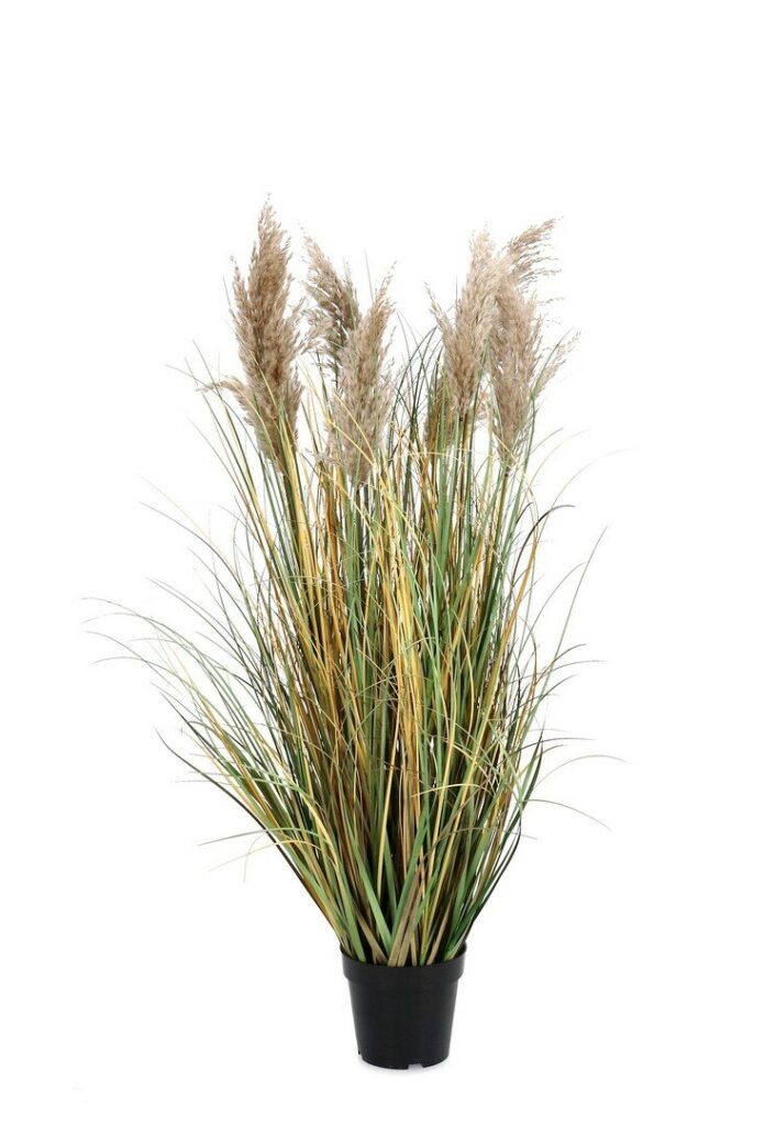 PLANTA GYNERIUM PAMPAS  C-MAC H120