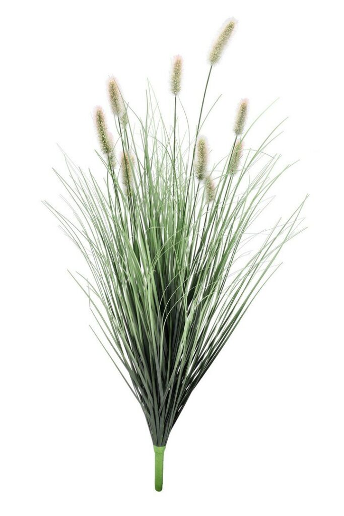 RAMA PENNISETUM H100