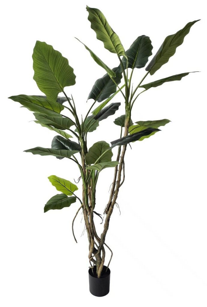 PLANTA ALOCASIA C-MACETERO H190