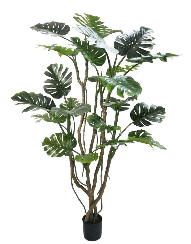 PLANTA MONSTERA C-MACETERO H210