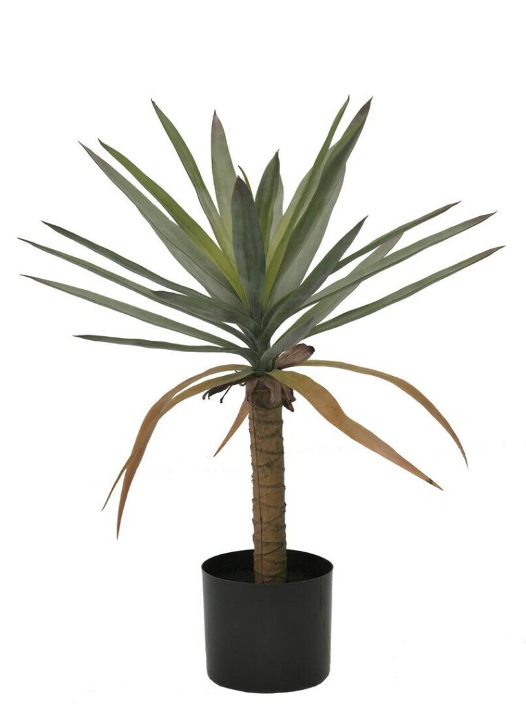 PIANTA DRACAENA C-VASO H62