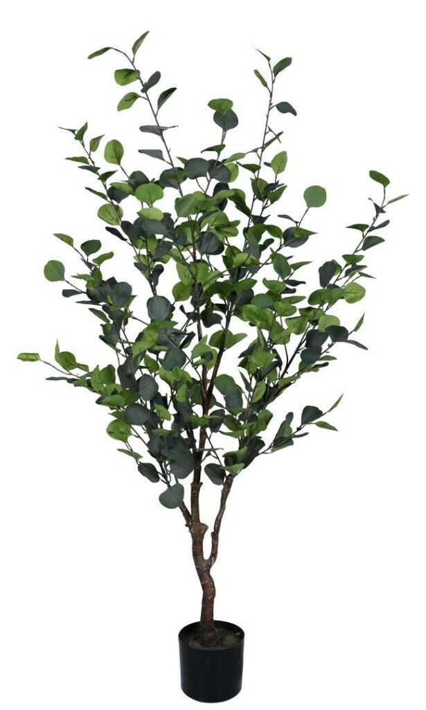 PIANTA EUCALIPTO C-VASO H150