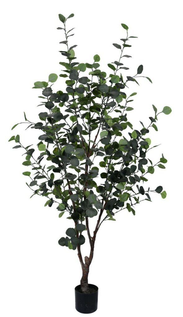 PIANTA EUCALIPTO C-VASO H180