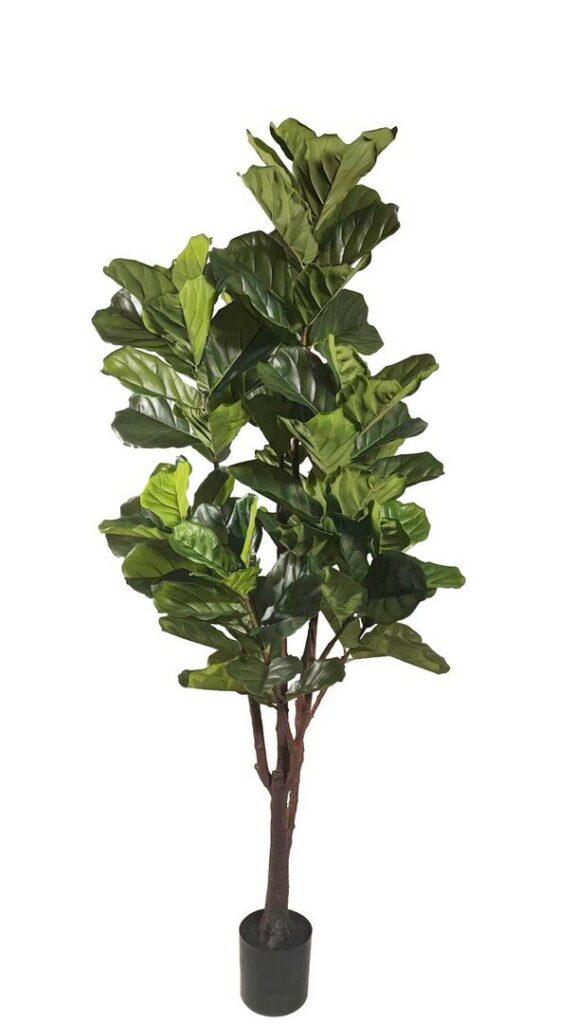 PIANTA FICUS LYRATA C-VAS 102FOGLIE H220