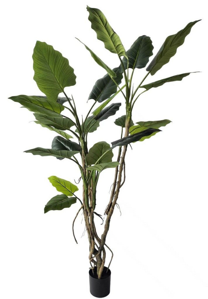 PIANTA ALOCASIA C-VASO 26FOGLIE H200