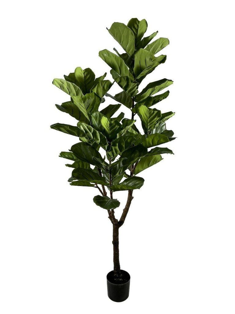 PIANTA FICUS LYRATA C-VASO 60FOGLIE H180