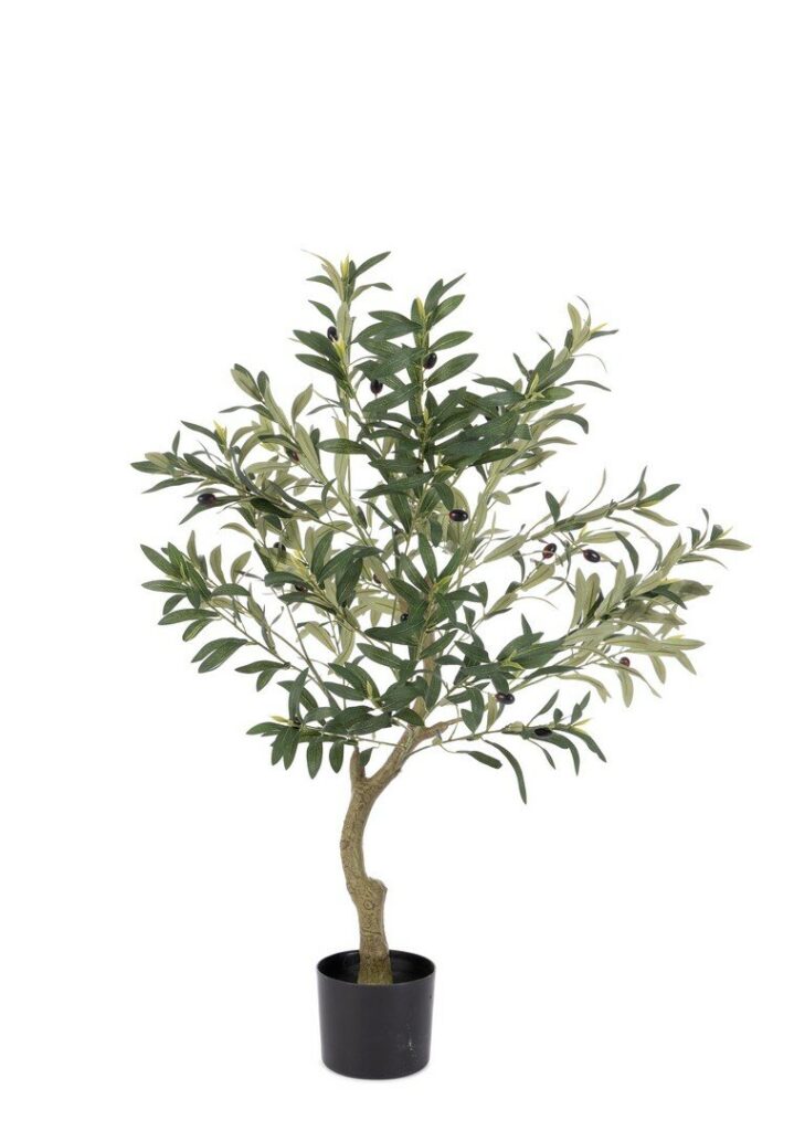 PIANTA ULIVO C-VASO H90