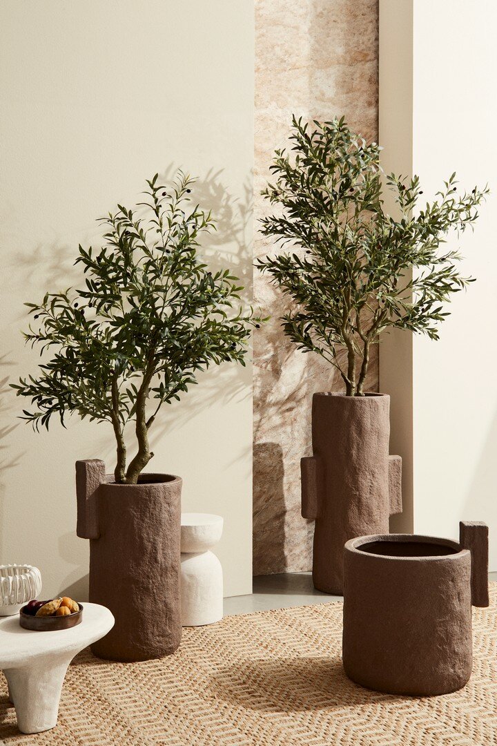 PIANTA ULIVO C-VASO H150