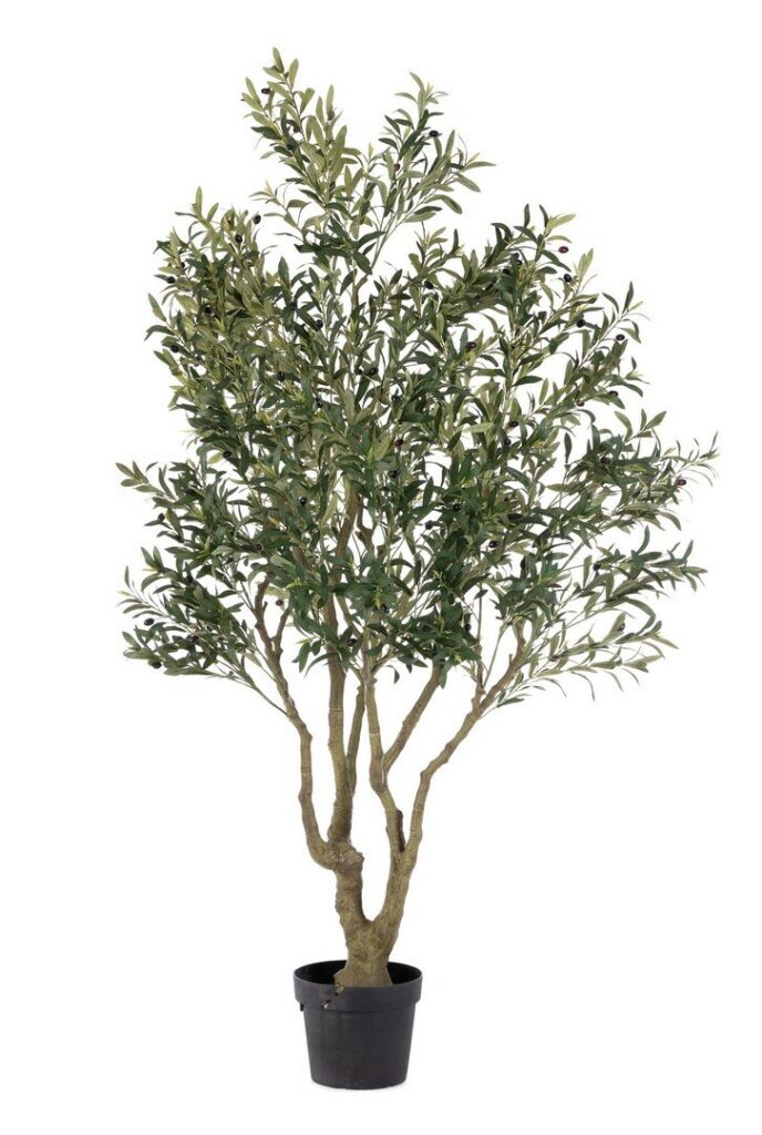 PLANTA OLIVO C-MACETERO H210