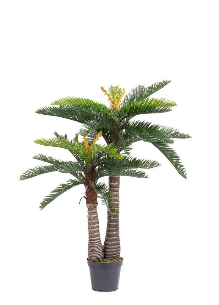 PLANTA PALMERA CYCAS C-MAC 36HOJ H150 UV