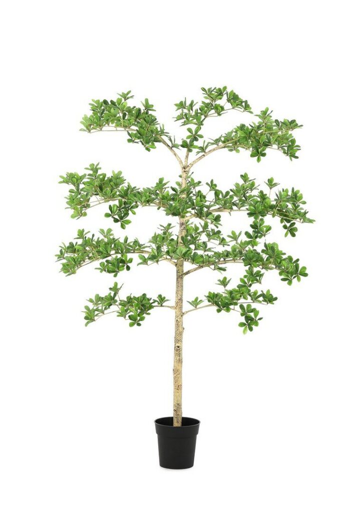 PLANTE PITTOSPORUM AC-VASE H160