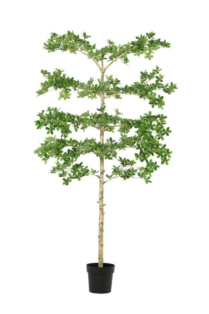 PLANTE PITTOSPORUM AC-VASE H195