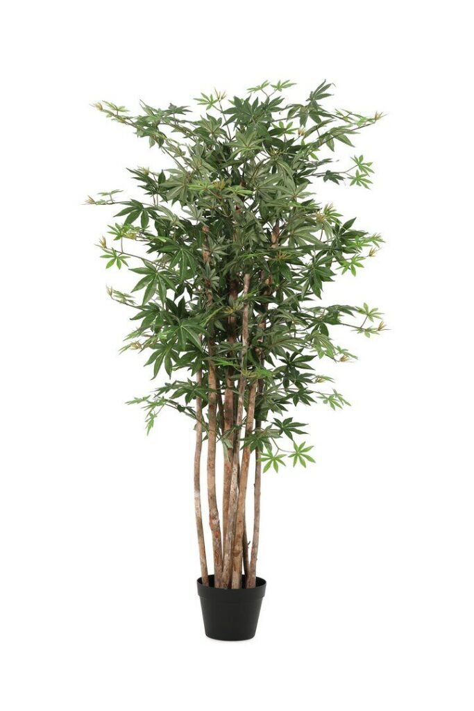 PLANTE ÉRABLE PALMÉ AC-VASE H140