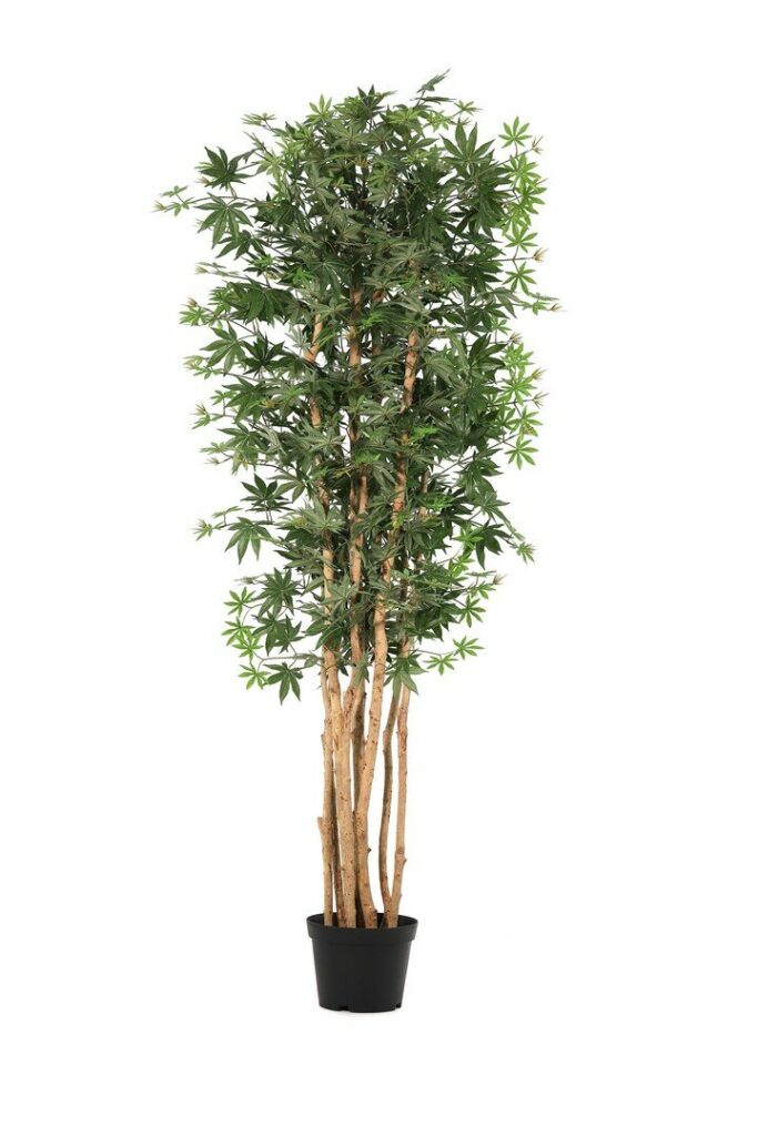 PLANTE ÉRABLE PALMÉ AC-VASE H210
