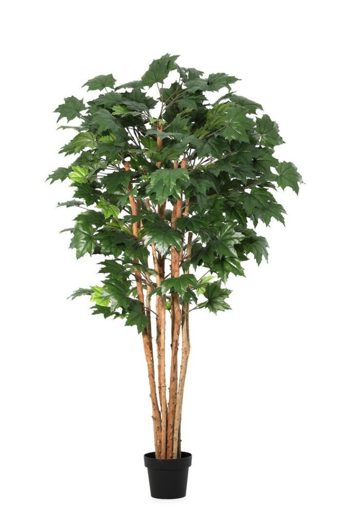 PLANTE ÉRABLE CANDIEN AC-VASE H175