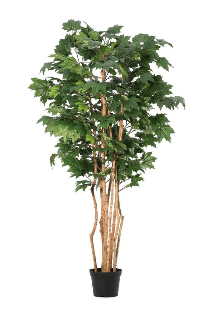 PLANTE ÉRABLE CANADIEN AC-VASE H195