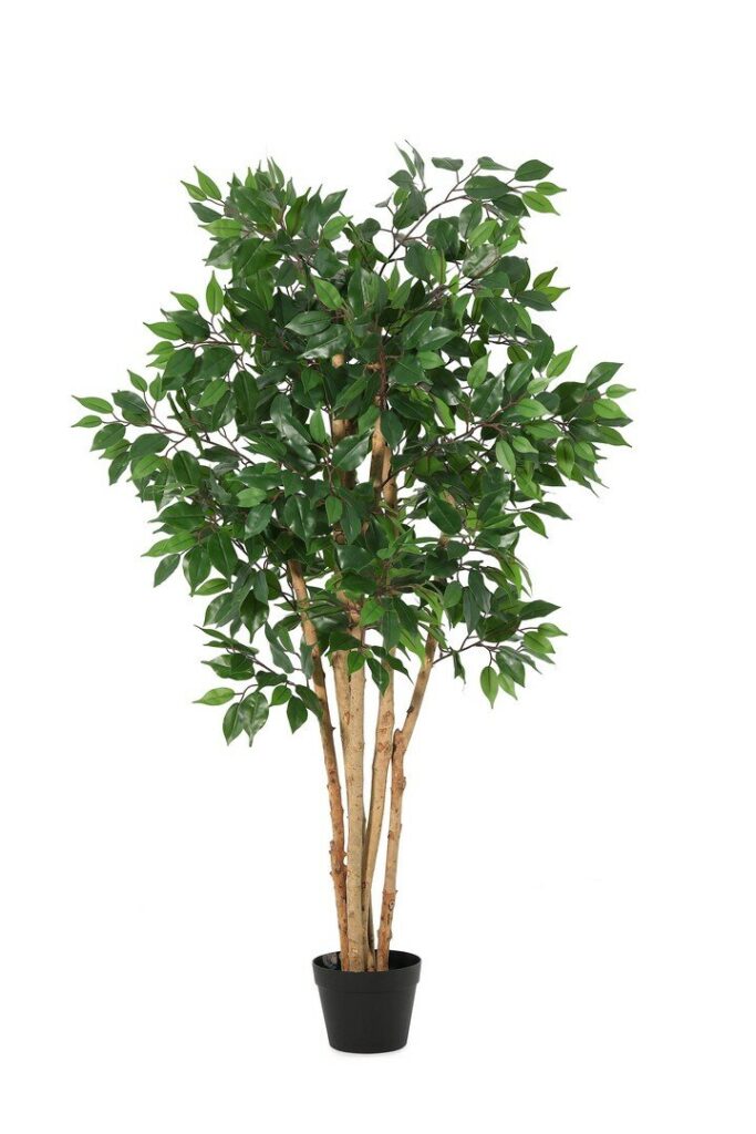 PLANTE FICUS AC-VASE H145