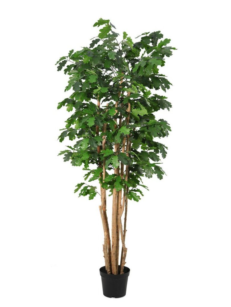 PLANTE CHÊNE AC-VASE H210
